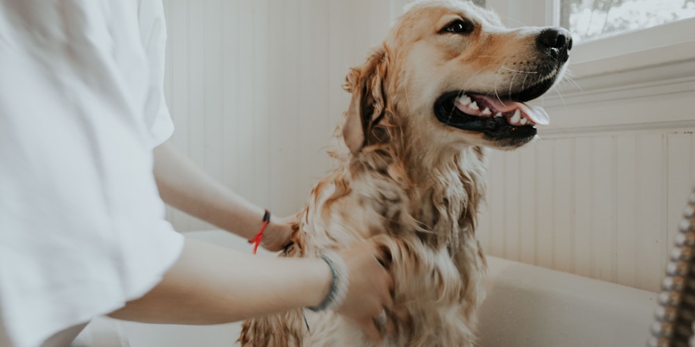 Dog grooming and coat care