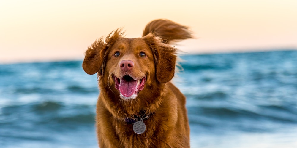Dog running outdoors during exercise