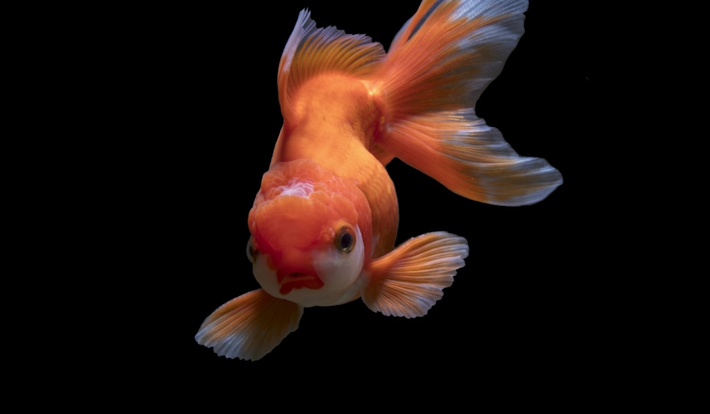 Types of ornamental fish