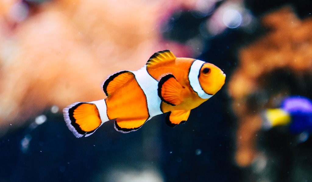 Ð—Ð¾Ð»Ð¾Ñ‚Ð°Ñ Ñ€Ñ‹Ð±ÐºÐ°