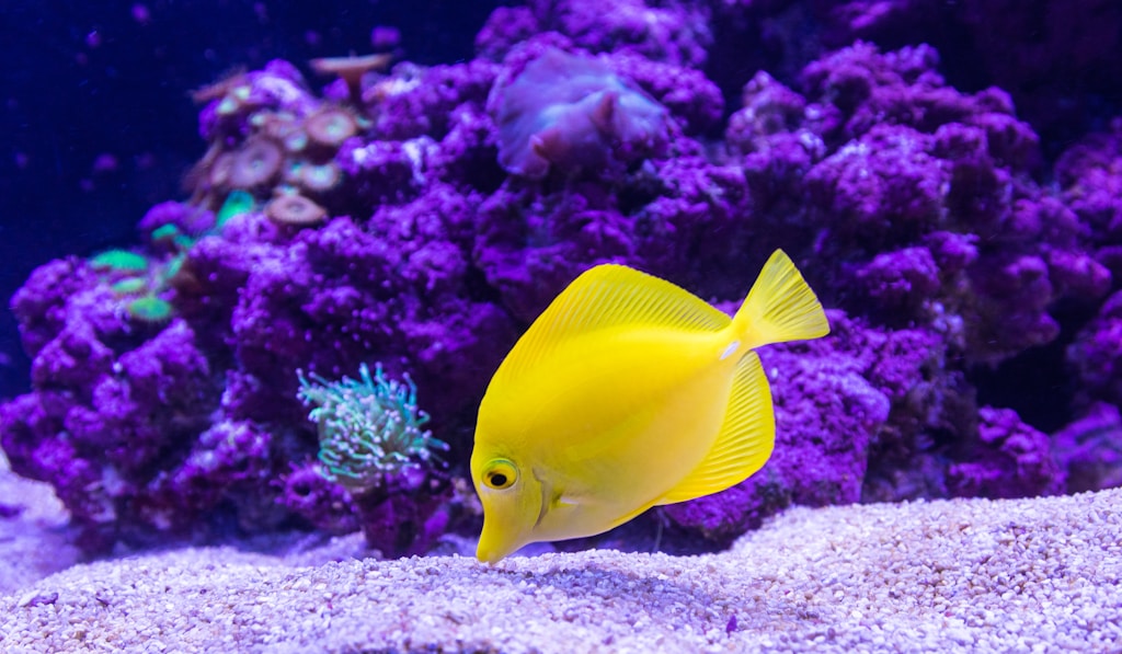 Ñ†Ð¸Ñ…Ð»Ð¸Ð´Ð°