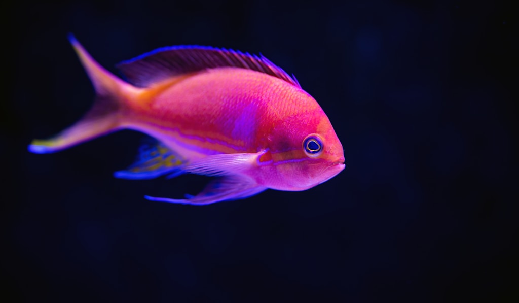 Ð³ÑƒÐ¿Ð¿Ð¸