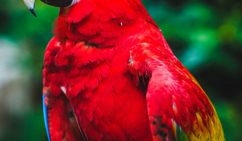 Ð¨Ð»ÐµÐ¼Ð¾Ð½Ð¾ÑÐ½Ñ‹Ð¹ ÐºÐ°ÐºÐ°Ð´Ñƒ