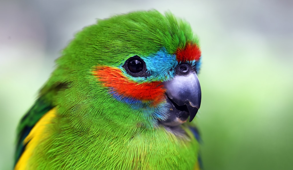 Ð‘ÐµÐ»Ð¾Ñ…Ð²Ð¾ÑÑ‚Ñ‹Ð¹ (Ñ‚Ñ€Ð°ÑƒÑ€Ð½Ñ‹Ð¹)