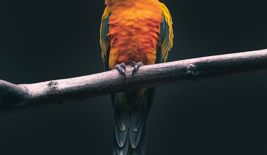 Ð–ÐµÐ»Ñ‚Ð¾Ñ…Ð¾Ñ…Ð»Ñ‹Ð¹