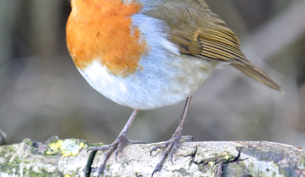 ÐœÐ¾Ð»ÑƒÐºÐºÑÐºÐ¸Ð¹