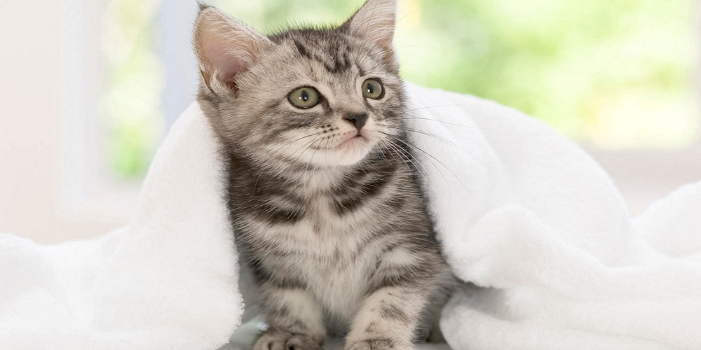 уход за кошками