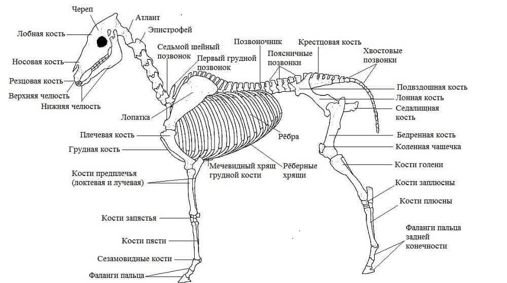 Анатомия лошади
