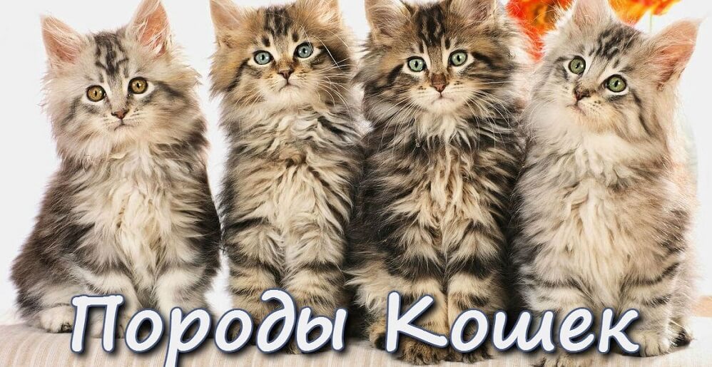 породы кошек