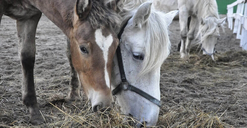 сено для лошади