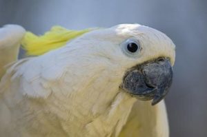 белый большой попугай с хохолком