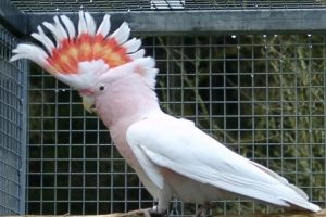 Инка