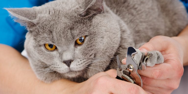 Как стричь кошке когти самостоятельно в домашних условиях?