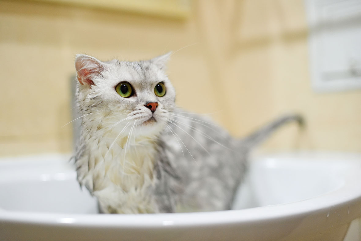 Как безопасно мыть кошку, даже если она боится воды?