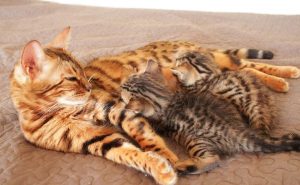 Кошка кормит котят