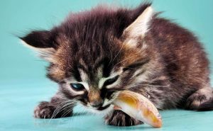 Котенок ест рыбу