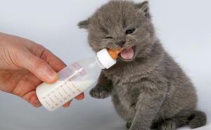 Котенок пьет молоко из соски