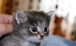 Котенок в 1 месяц
