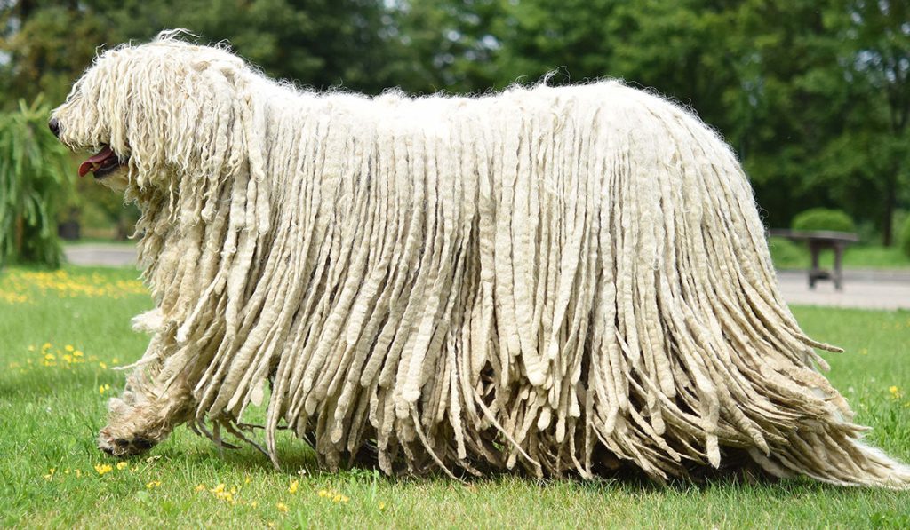 komondor