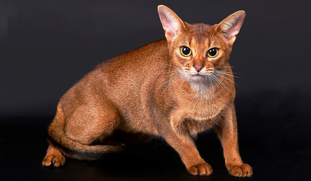 Абиссинская кошка фото