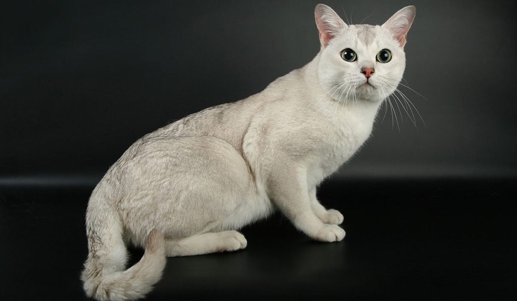 Бурмилла кошка фото