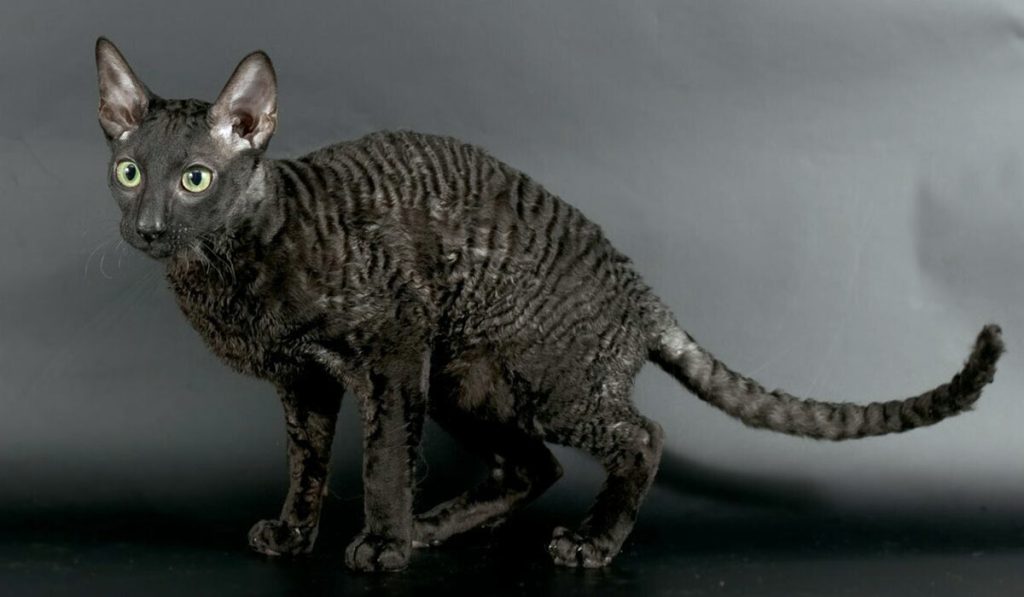 Корниш-рекс фото кошки