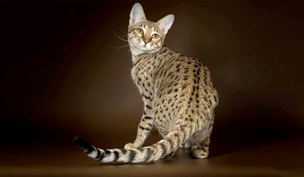 Кошка саванна фото описание