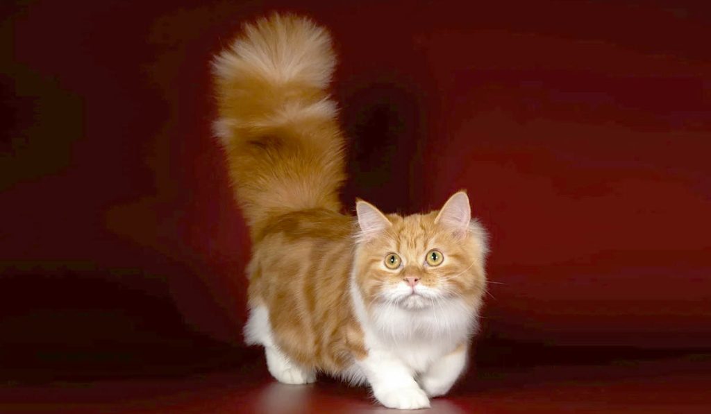Манчкин кошка фото