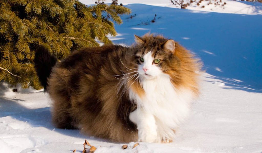 Норвежская лесная кошка фото