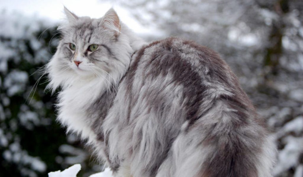 Норвежский лесной кот фото