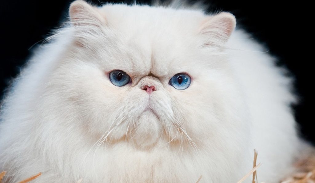 Персидская кошка фото