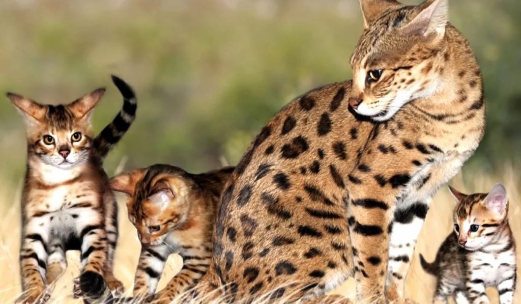 Саванна кошка фото описание породы 