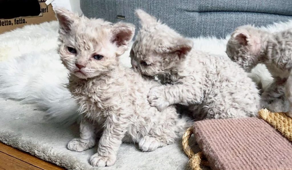 Селкирк рекс фото котят