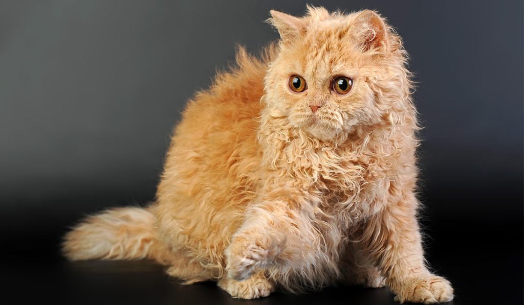 Селкирк рекс кошка фото