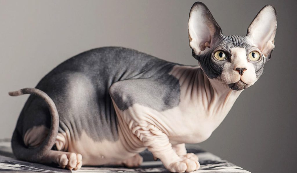 Сфинкс кошка фото