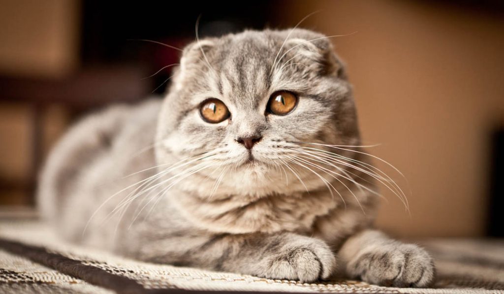 Шотландская кошка фото