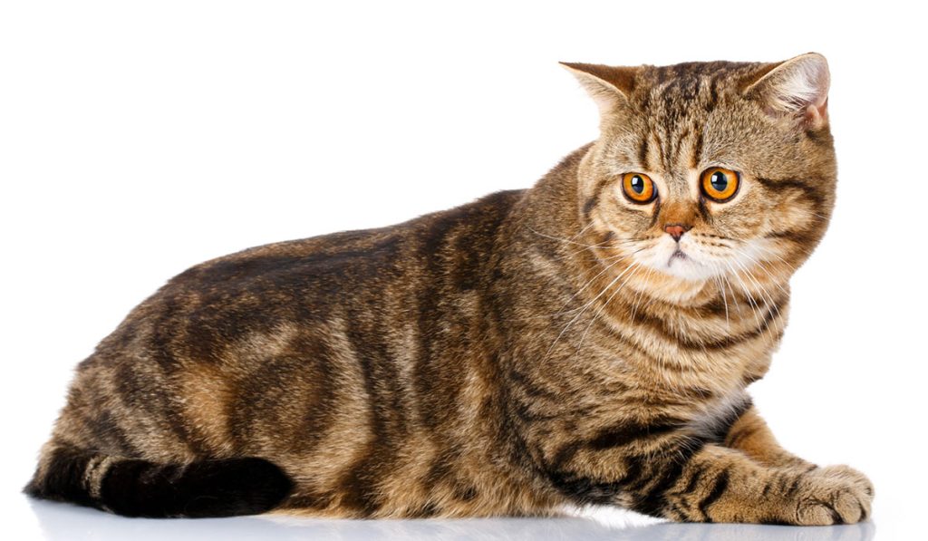 Шотландская прямоухая кошка фото
