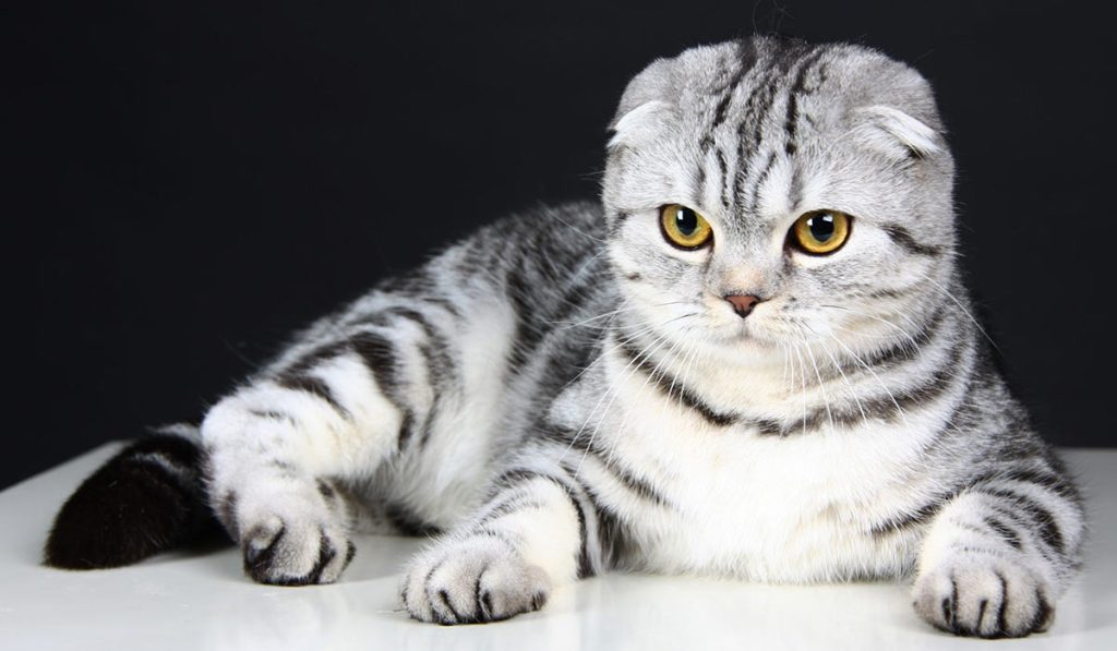 Шотландская вислоухая кошка фото