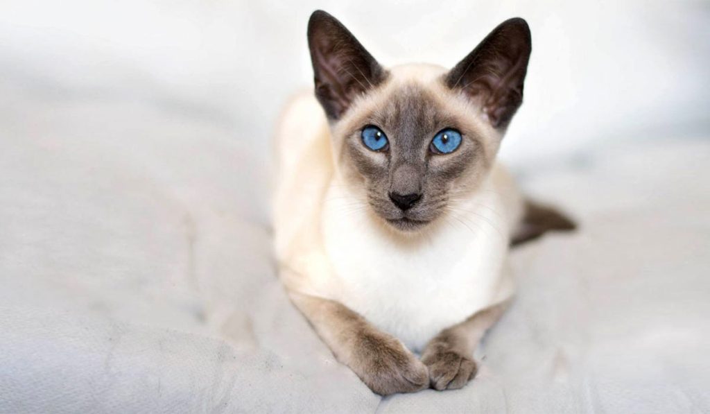 Сиамская кошка фото