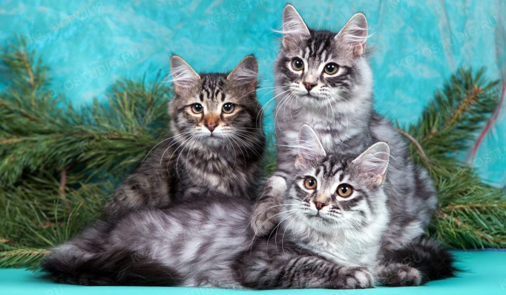 Сибирская кошка котята фото