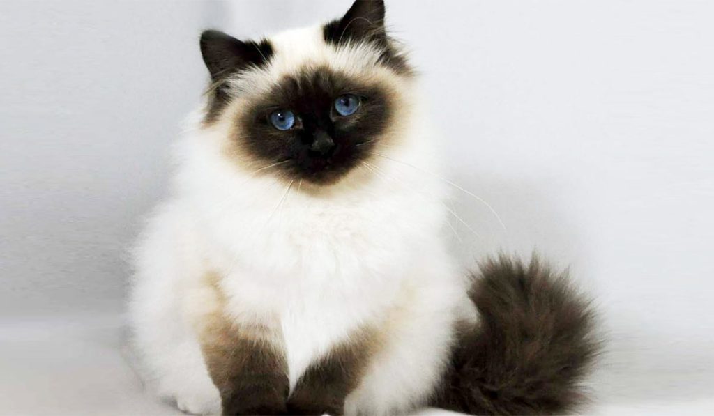 Священная бирманская кошка фото