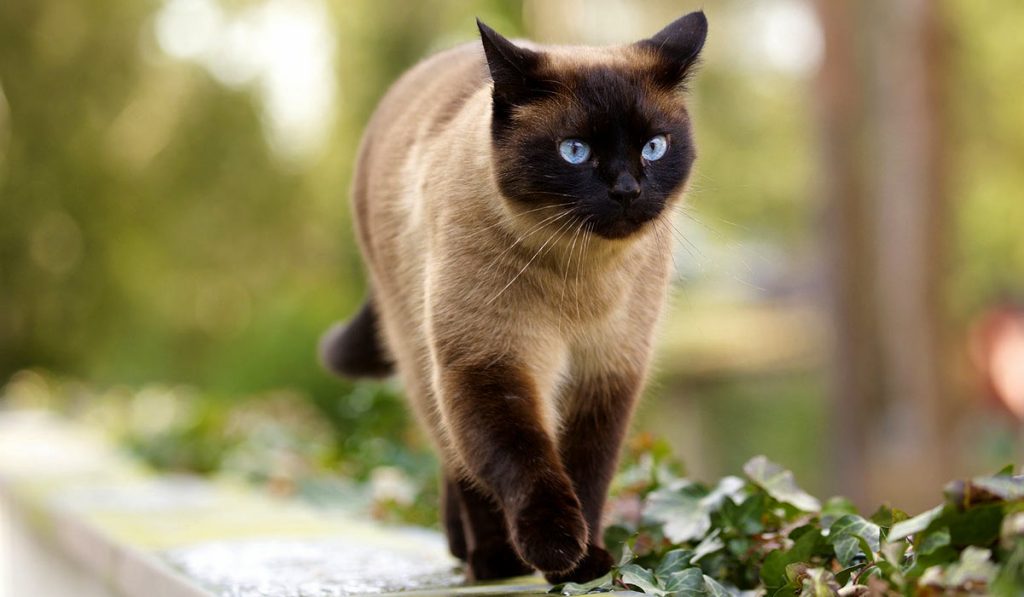 Тайская кошка