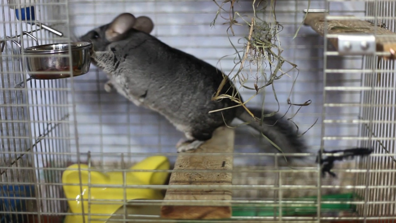 Cleaning a chinchilla's cage