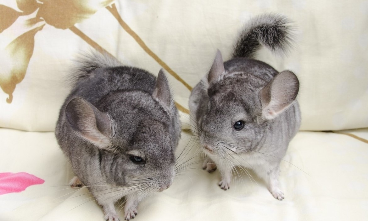 Chinchillas at home