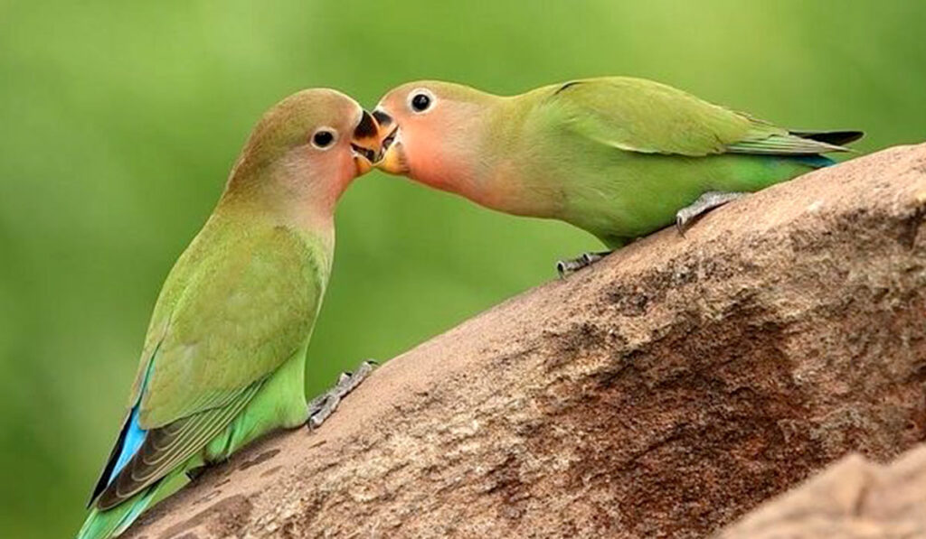 Lovebirds photo