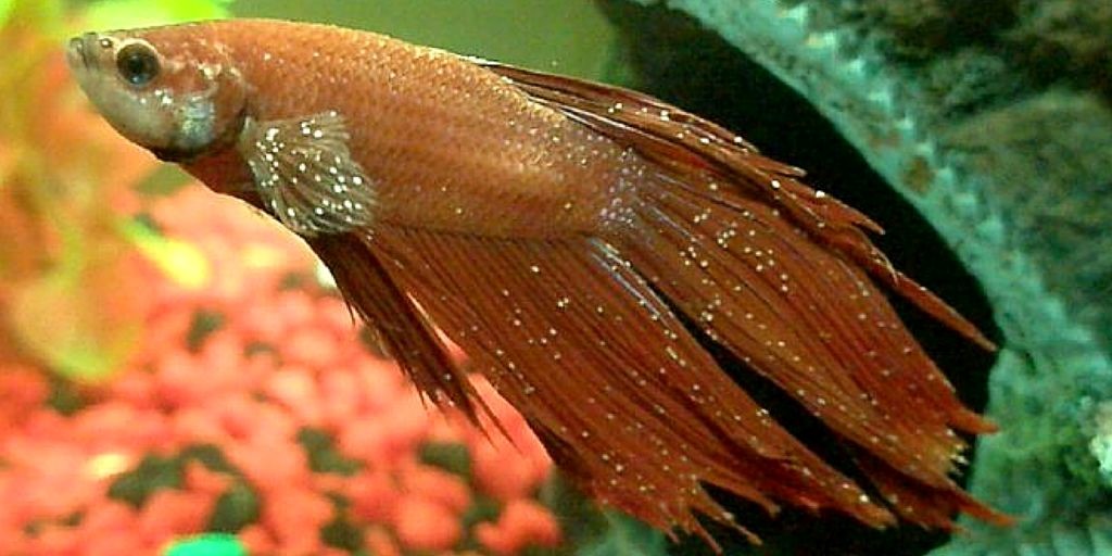 Ichthyophthiriasis in fish: causes, symptoms