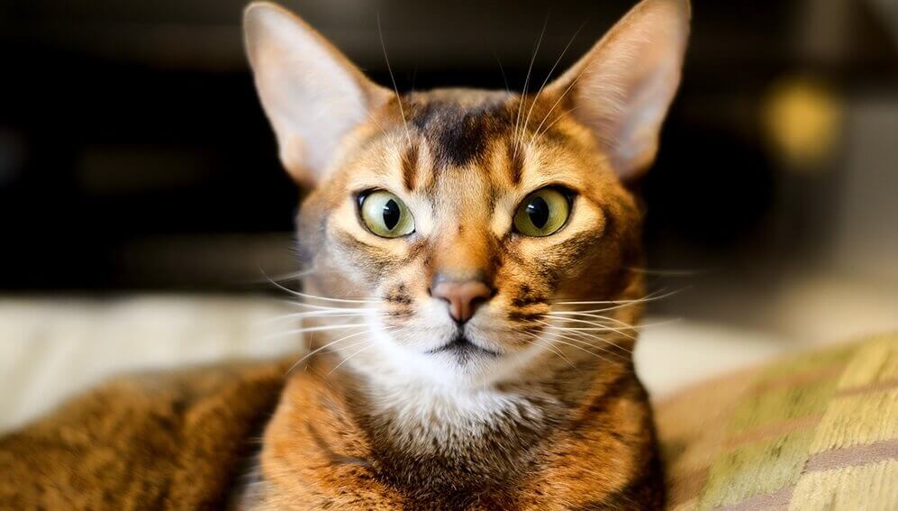 Abyssinian cat