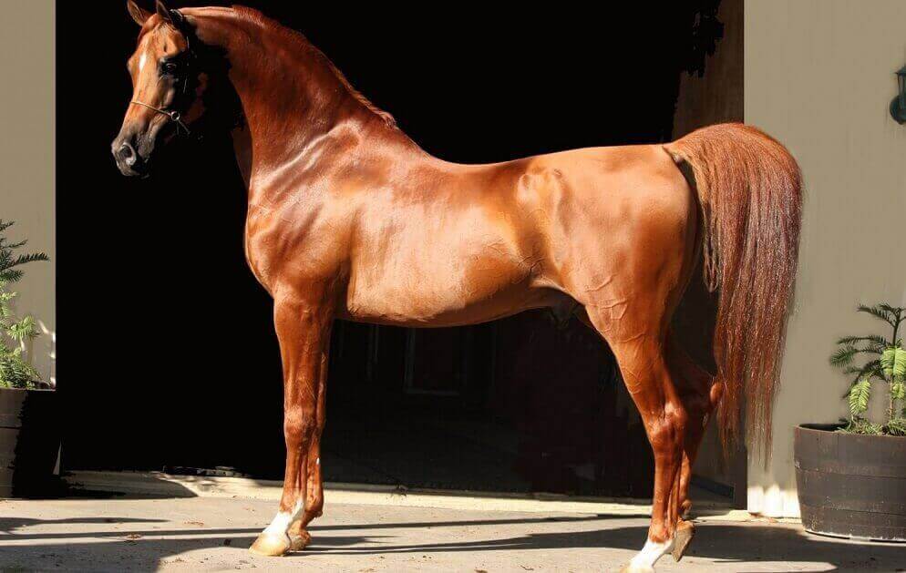 Arabian horse