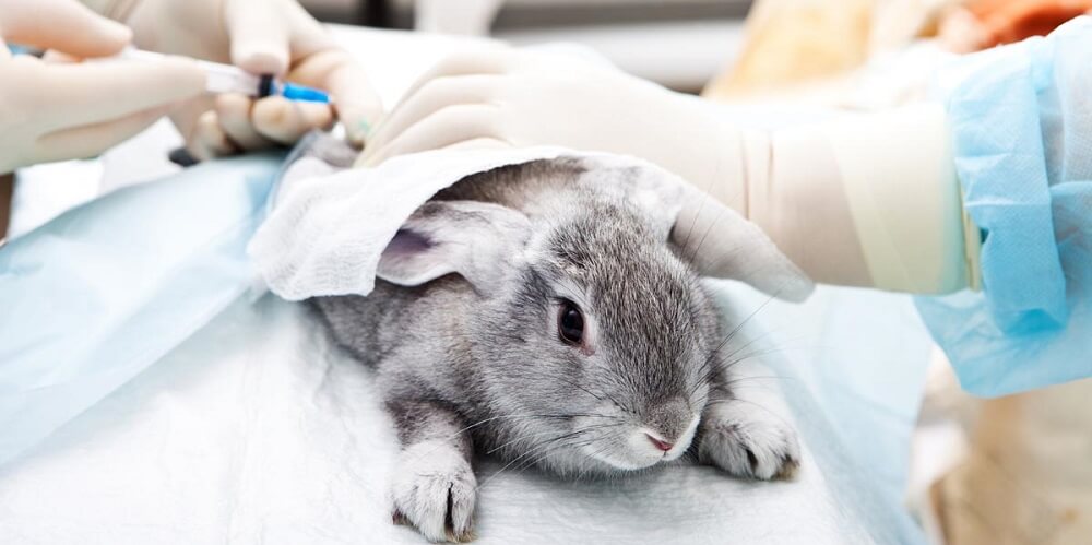 doctor who treats rodents