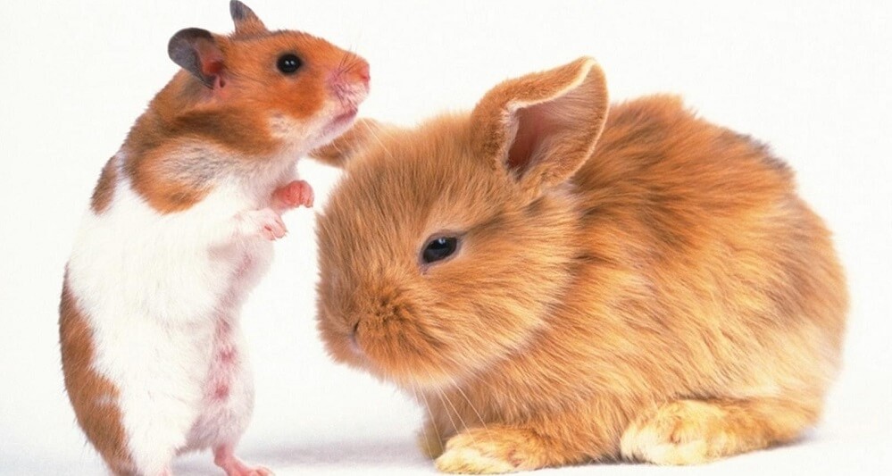 rodent diseases and their treatment